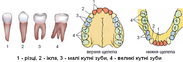 зуби